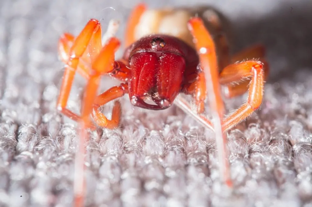 Meilleur araignée à friture en 2026